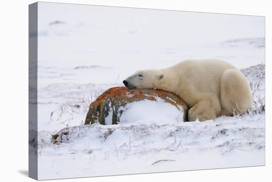 Polar Bear Resting, Churchill, Hudson Bay, Manitoba, Canada, North America-Bhaskar Krishnamurthy-Stretched Canvas