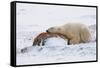 Polar Bear Resting, Churchill, Hudson Bay, Manitoba, Canada, North America-Bhaskar Krishnamurthy-Framed Stretched Canvas