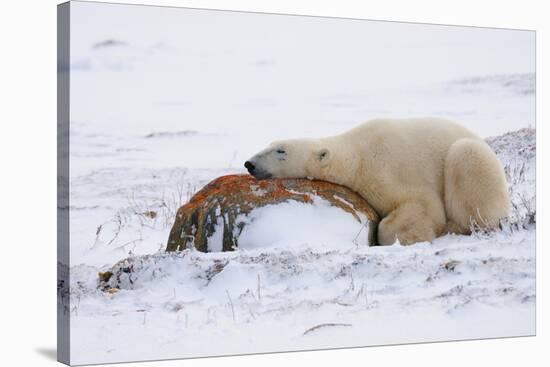 Polar Bear Resting, Churchill, Hudson Bay, Manitoba, Canada, North America-Bhaskar Krishnamurthy-Stretched Canvas