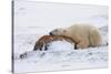 Polar Bear Resting, Churchill, Hudson Bay, Manitoba, Canada, North America-Bhaskar Krishnamurthy-Stretched Canvas
