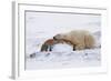 Polar Bear Resting, Churchill, Hudson Bay, Manitoba, Canada, North America-Bhaskar Krishnamurthy-Framed Photographic Print