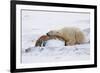 Polar Bear Resting, Churchill, Hudson Bay, Manitoba, Canada, North America-Bhaskar Krishnamurthy-Framed Photographic Print