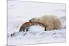 Polar Bear Resting, Churchill, Hudson Bay, Manitoba, Canada, North America-Bhaskar Krishnamurthy-Mounted Photographic Print