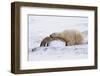 Polar Bear Resting, Churchill, Hudson Bay, Manitoba, Canada, North America-Bhaskar Krishnamurthy-Framed Photographic Print