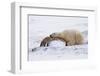 Polar Bear Resting, Churchill, Hudson Bay, Manitoba, Canada, North America-Bhaskar Krishnamurthy-Framed Photographic Print