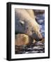 Polar Bear Resting, Churchill, Manitoba, Canada-Eric Baccega-Framed Photographic Print