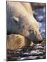 Polar Bear Resting, Churchill, Manitoba, Canada-Eric Baccega-Mounted Photographic Print