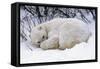 Polar Bear Resting in Snow-null-Framed Stretched Canvas