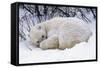 Polar Bear Resting in Snow-null-Framed Stretched Canvas