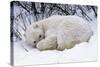 Polar Bear Resting in Snow-null-Stretched Canvas