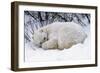 Polar Bear Resting in Snow-null-Framed Photographic Print