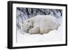 Polar Bear Resting in Snow-null-Framed Photographic Print