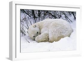 Polar Bear Resting in Snow-null-Framed Photographic Print