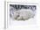 Polar Bear Resting in Snow-null-Framed Photographic Print