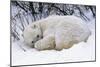 Polar Bear Resting in Snow-null-Mounted Photographic Print