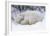 Polar Bear Resting in Snow-null-Framed Photographic Print