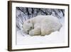 Polar Bear Resting in Snow-null-Framed Photographic Print