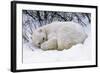 Polar Bear Resting in Snow-null-Framed Photographic Print