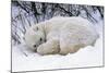 Polar Bear Resting in Snow-null-Mounted Photographic Print