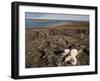Polar Bear Resting with Cubs in Hills Above,Canada-Paul Souders-Framed Photographic Print