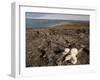 Polar Bear Resting with Cubs in Hills Above,Canada-Paul Souders-Framed Photographic Print