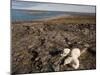 Polar Bear Resting with Cubs in Hills Above,Canada-Paul Souders-Mounted Photographic Print