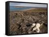 Polar Bear Resting with Cubs in Hills Above,Canada-Paul Souders-Framed Stretched Canvas