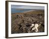 Polar Bear Resting with Cubs in Hills Above,Canada-Paul Souders-Framed Photographic Print