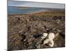 Polar Bear Resting with Cubs in Hills Above,Canada-Paul Souders-Mounted Photographic Print