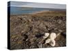 Polar Bear Resting with Cubs in Hills Above,Canada-Paul Souders-Stretched Canvas