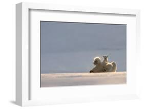 Polar bear rolling on back with cub behind, Svalbard, Norway-Danny Green-Framed Photographic Print