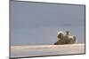 Polar bear rolling on back with cub behind, Svalbard, Norway-Danny Green-Mounted Photographic Print