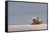 Polar bear rolling on back with cub behind, Svalbard, Norway-Danny Green-Framed Stretched Canvas