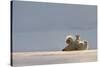 Polar bear rolling on back with cub behind, Svalbard, Norway-Danny Green-Stretched Canvas