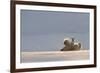 Polar bear rolling on back with cub behind, Svalbard, Norway-Danny Green-Framed Photographic Print