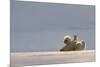 Polar bear rolling on back with cub behind, Svalbard, Norway-Danny Green-Mounted Photographic Print