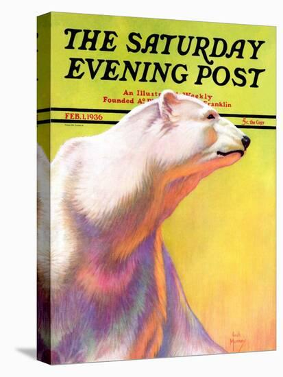 "Polar Bear," Saturday Evening Post Cover, February 1, 1936-Jack Murray-Stretched Canvas