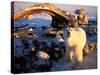 Polar Bear Scavenging on a Bowhead Whale, Arctic National Wildlife Refuge, Alaska, USA-Steve Kazlowski-Stretched Canvas