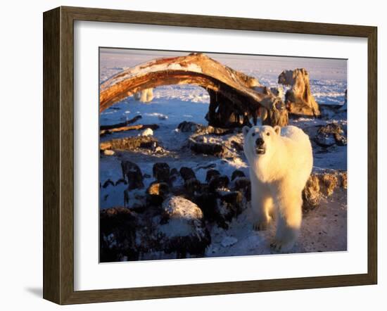 Polar Bear Scavenging on a Bowhead Whale, Arctic National Wildlife Refuge, Alaska, USA-Steve Kazlowski-Framed Premium Photographic Print