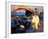 Polar Bear Scavenging on a Bowhead Whale, Arctic National Wildlife Refuge, Alaska, USA-Steve Kazlowski-Framed Photographic Print