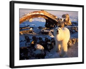 Polar Bear Scavenging on a Bowhead Whale, Arctic National Wildlife Refuge, Alaska, USA-Steve Kazlowski-Framed Photographic Print