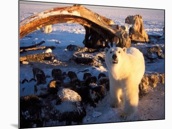 Polar Bear Scavenging on a Bowhead Whale, Arctic National Wildlife Refuge, Alaska, USA-Steve Kazlowski-Mounted Photographic Print