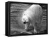 Polar Bear Shaking!-null-Framed Stretched Canvas