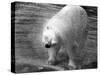 Polar Bear Shaking!-null-Stretched Canvas