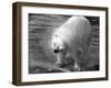 Polar Bear Shaking!-null-Framed Photographic Print