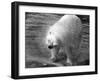 Polar Bear Shaking!-null-Framed Photographic Print