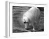 Polar Bear Shaking!-null-Framed Photographic Print