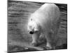 Polar Bear Shaking!-null-Mounted Photographic Print