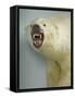 Polar Bear Shot by Cva Peel-null-Framed Stretched Canvas