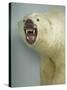 Polar Bear Shot by Cva Peel-null-Stretched Canvas